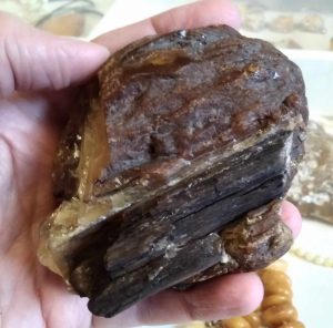 Petrified wood in Baltic amber