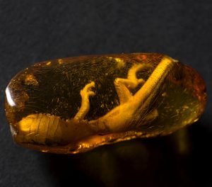 Lizard in Baltic amber | Amber Museum in Gdańsk