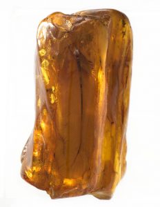 Feather in Baltic amber | Amber Museum in Gdańsk