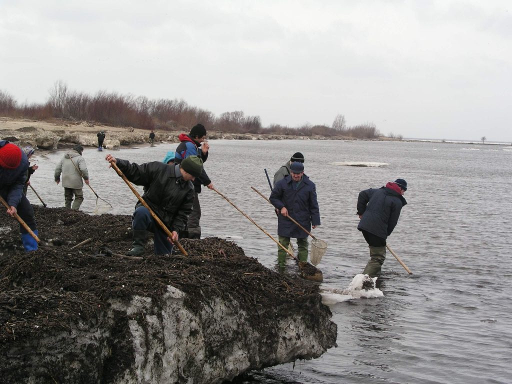 Fishing for amber close to Gdansk Poland